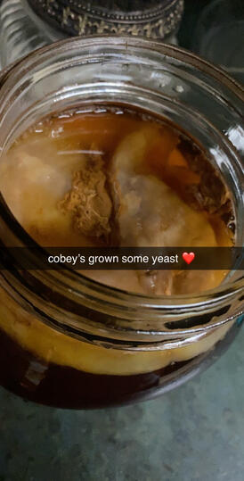 kombucha scoby